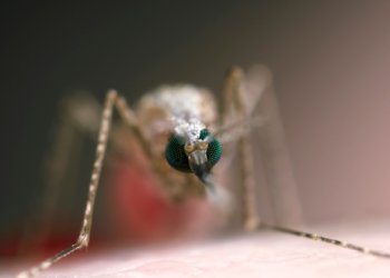 This genetically-modified mosquito with red fluorescent eyes could help eliminate malaria