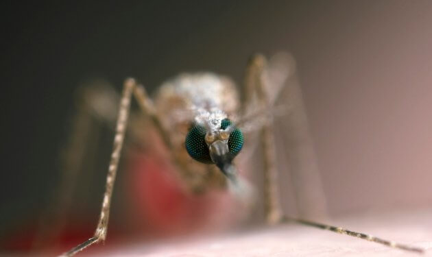 This genetically-modified mosquito with red fluorescent eyes could help eliminate malaria
