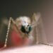 This genetically-modified mosquito with red fluorescent eyes could help eliminate malaria