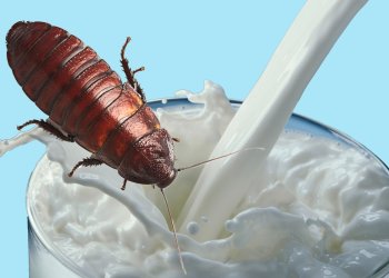 Cockroach Milk