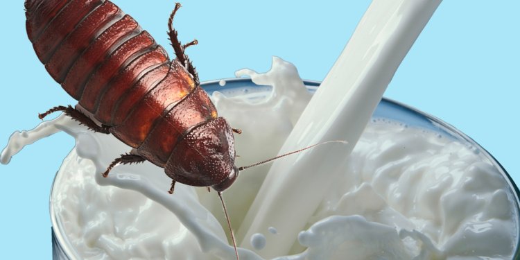 Cockroach Milk