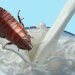 Cockroach Milk